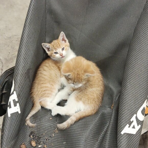 Meet your Posher, kitties shop - Picture 2 of 3